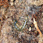 Florida blue centipede
