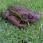 Golden Cane Frog Of Hawaii