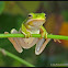 Green Treefrog