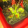 Venus flytrap "big mouth"