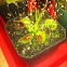 Venus flytrap "big mouth"