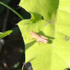 Grasshopper Nymph?