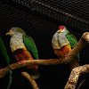 rose-crowned fruit dove