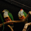 rose-crowned fruit dove