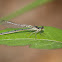 Fragile Forktail (female)