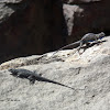 Great Basin fence lizard