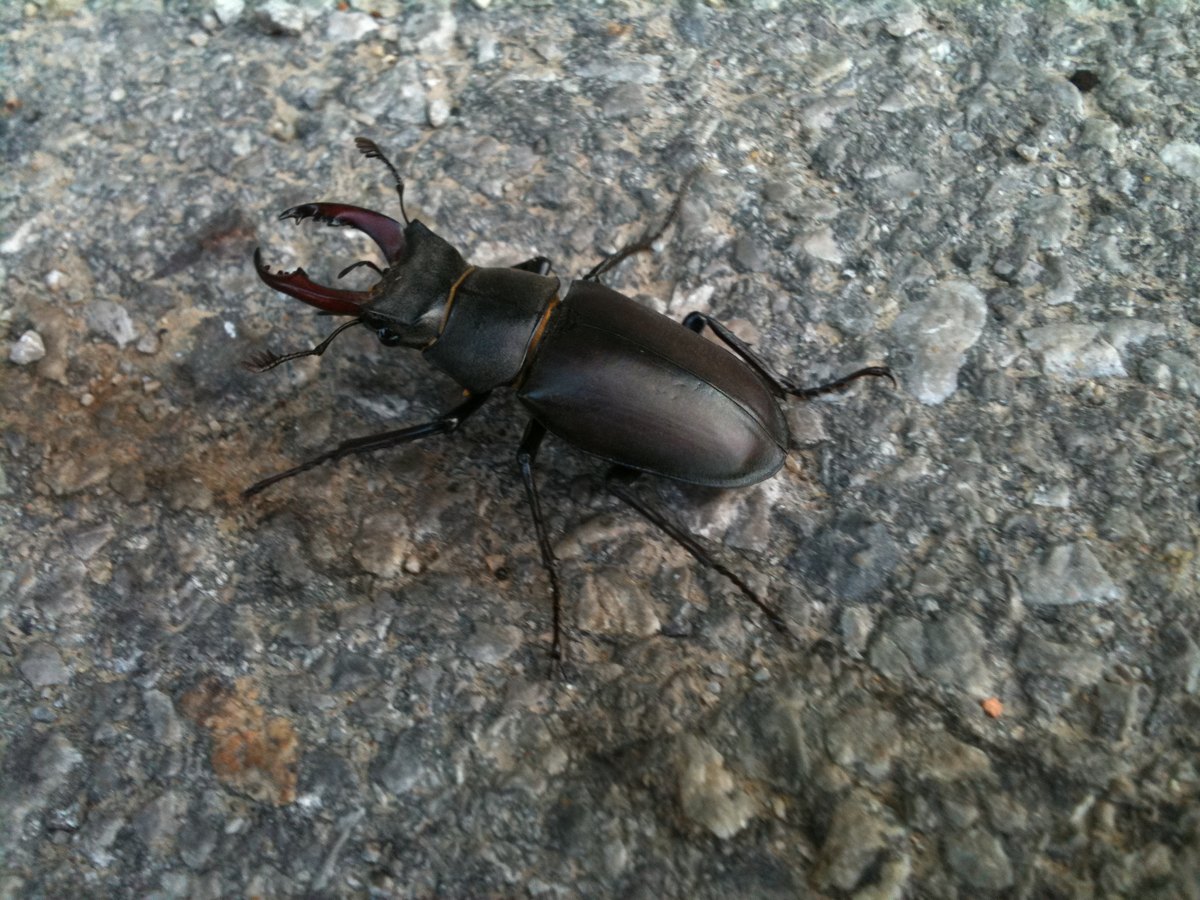 Jelenak obicni (stag beetle)