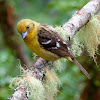 Flame-colored tanager (female)