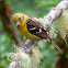 Flame-colored tanager (female)
