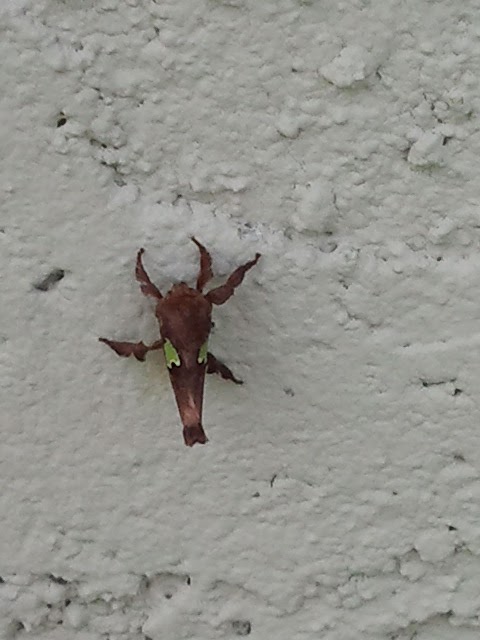 Oak slug moth