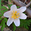 Wood anemone/Podlesna vetrnica