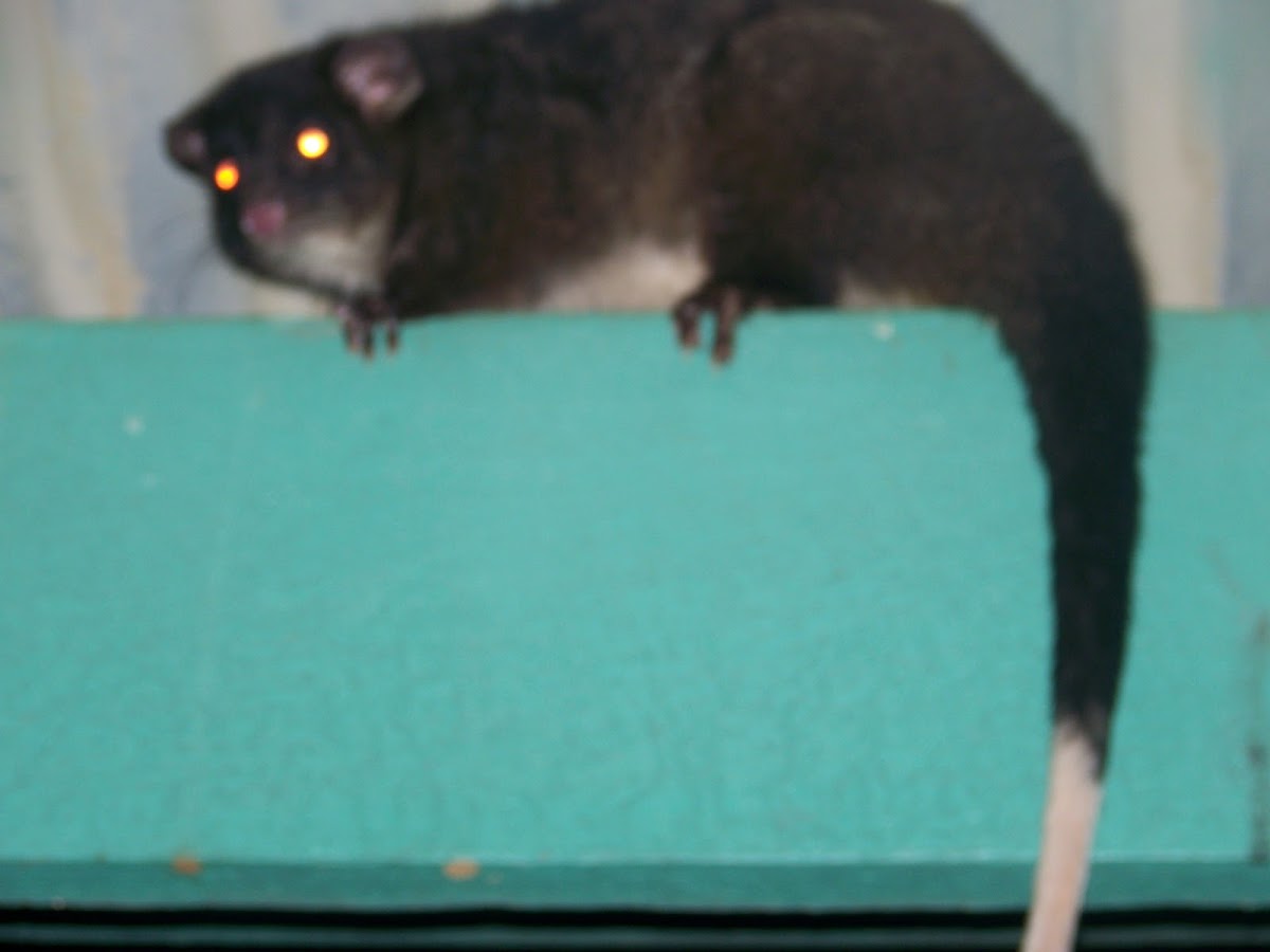 Ring-tailed possum