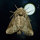 Double-lined prominent