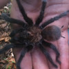 Oklahoma brown tarantula