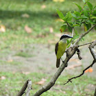 Great Kiskadee