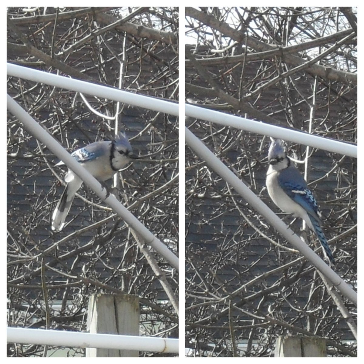 Blue jay