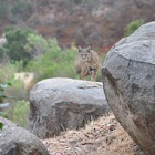 Bobcat