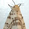 Dark-spotted Tiger Moth/ Light Ermine Moth