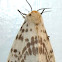 Dark-spotted Tiger Moth/ Light Ermine Moth
