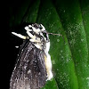 A moth and parasitic fungi