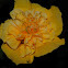 Persian Yellow Rose