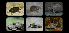 Turtle Jigsaw Puzzles by Don Becker APK