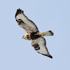 Rough-legged Hawk  (light phase)