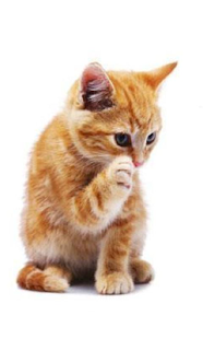 How to mod Cute Orange Kitty 1.0 unlimited apk for bluestacks