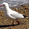 Red-billed Gull