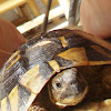 Hermann's Tortoise / Obična čančara