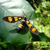 Handmaiden Moth