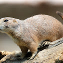 Black-Tailed Prairie Dog