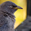 Jungle Babbler