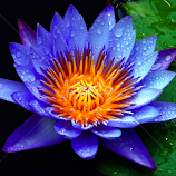 Aquatic Waterlily by Asif Bora -  