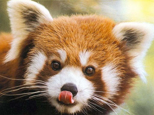 Red Panda HD Wallpaper