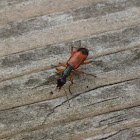 Ground Beetle or Rietsnoerhalsloopkever