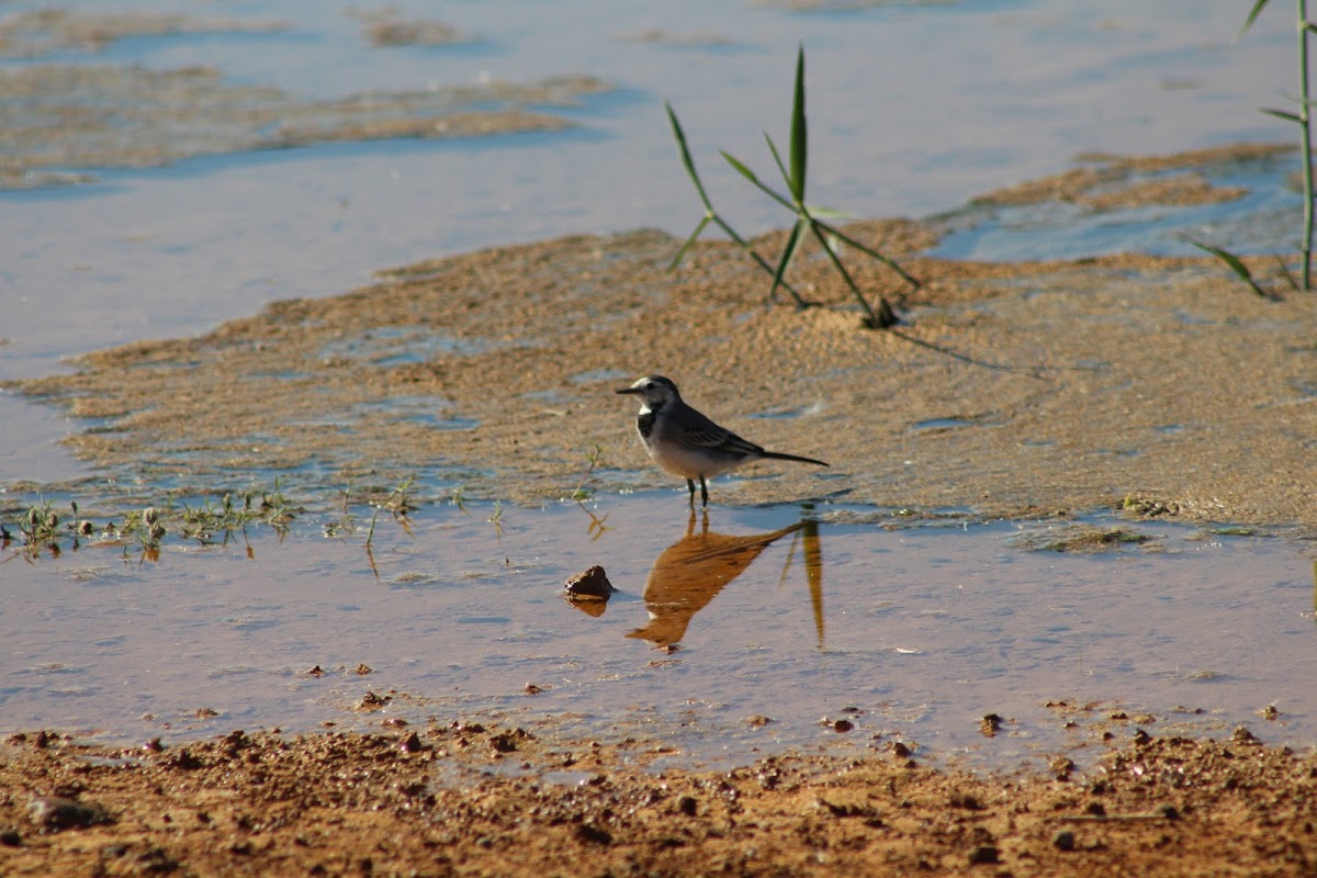 The White Wagtail