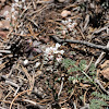 Wild Candytuft, Fendler Pennycress