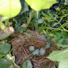 Common Blackbirds eggs