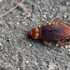 Madagascar Cockroach