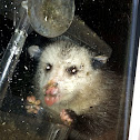 Virginia Opossum