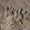 Virginia Opossum Tracks