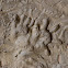 Virginia Opossum Tracks