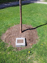 Acer Griseun Memorial Tree