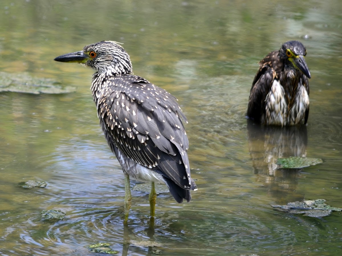 Yellow-crowned Night Heron (Immature)