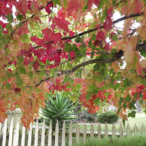 fall colors by Yvonne Delahaye - Nature Up Close Trees & Bushes