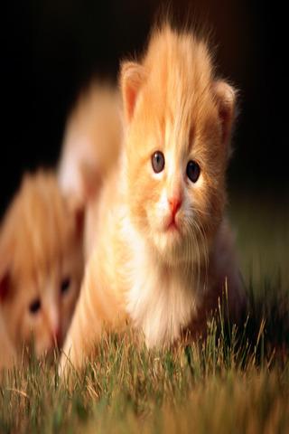 【免費娛樂App】Kitties Wallpapers HD-APP點子