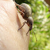 Black Vine Weevil