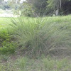 Wiregrass 