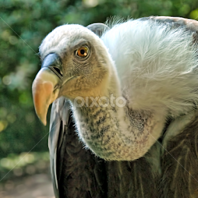 Vulture by Antonio Amen - Animals Birds